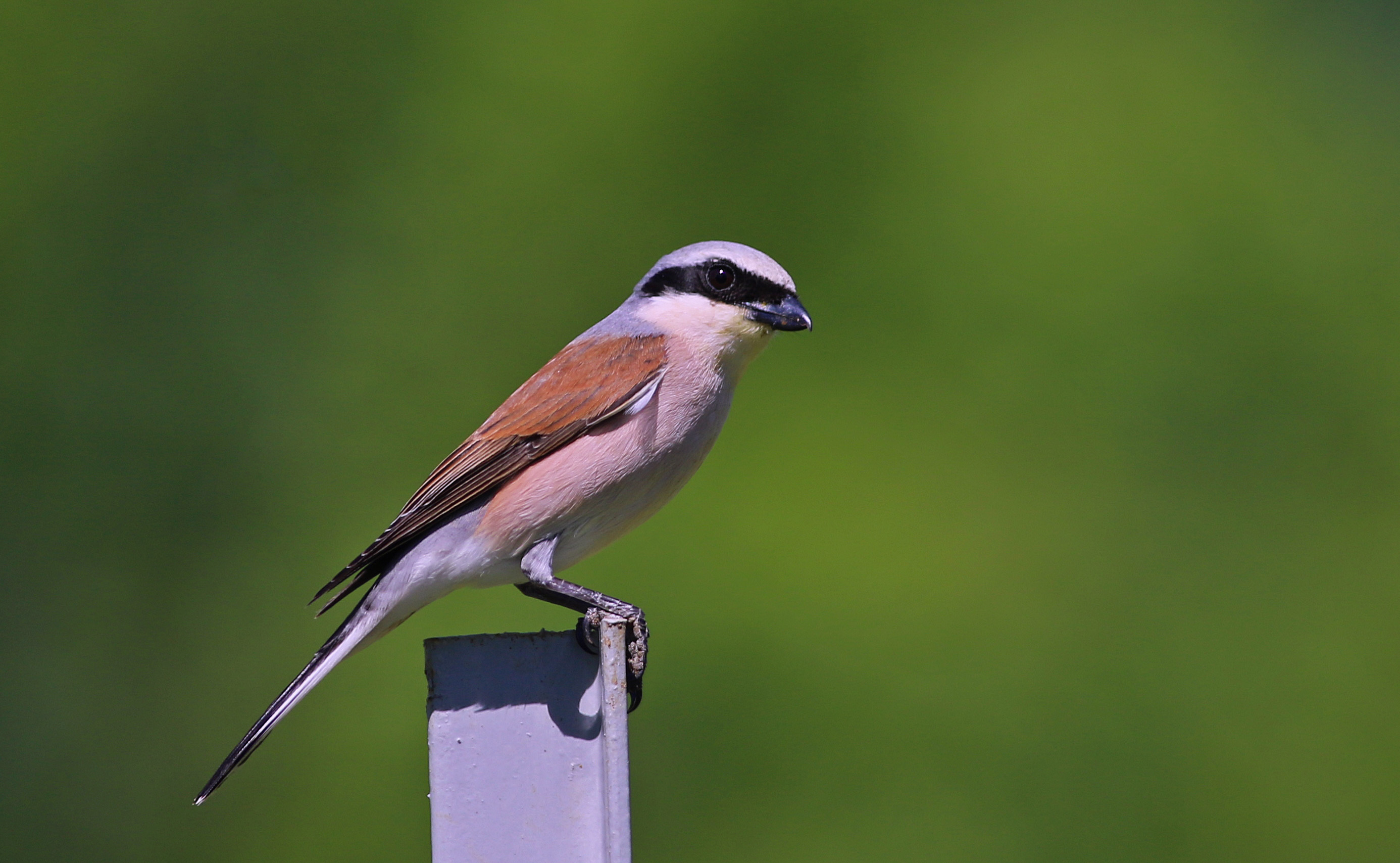Red-backed Shrike